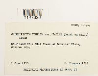 Media resource of Orthotrichum pumilum