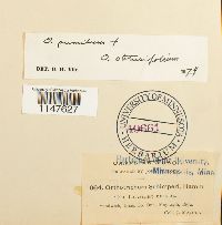 Orthotrichum pumilum image