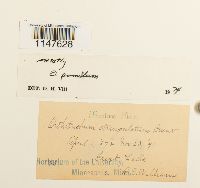 Orthotrichum pumilum image