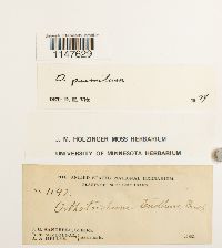 Orthotrichum pumilum image