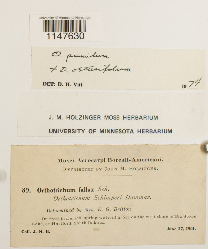 Orthotrichum pumilum image