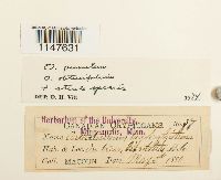 Orthotrichum pumilum image