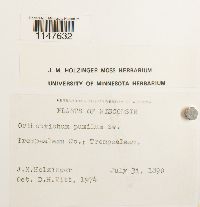 Orthotrichum pumilum image