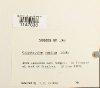 Orthotrichum pumilum image