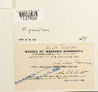 Orthotrichum pumilum image