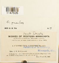 Orthotrichum pumilum image