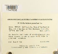 Orthotrichum pumilum image