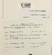 Orthotrichum sordidum image