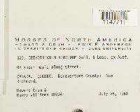 Orthotrichum sordidum image