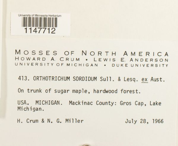 Orthotrichum sordidum image