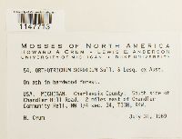 Orthotrichum sordidum image