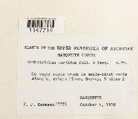 Orthotrichum sordidum image