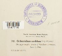 Orthotrichum sordidum image