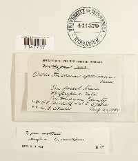 Orthotrichum sordidum image