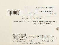 Orthotrichum speciosum var. elegans image