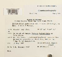 Orthotrichum speciosum var. elegans image