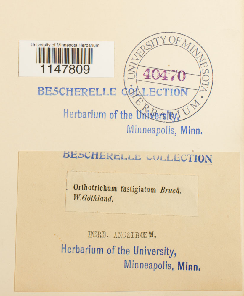 Orthotrichum affine image