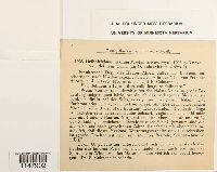 Orthotrichum cupulatum image