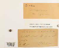 Orthotrichum cupulatum image