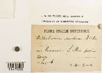 Orthotrichum cupulatum image