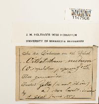 Orthotrichum cupulatum image