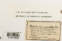 Orthotrichum cupulatum image