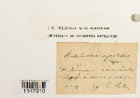 Orthotrichum cupulatum image