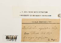 Orthotrichum cupulatum image