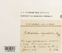 Orthotrichum cupulatum image