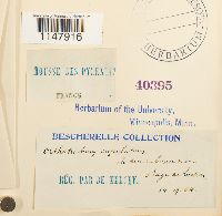 Orthotrichum cupulatum image