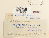 Orthotrichum cupulatum image