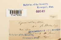 Oncophorus virens image