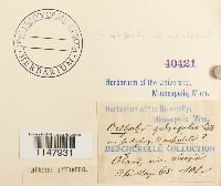 Orthotrichum cupulatum image