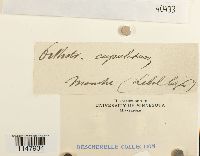 Orthotrichum cupulatum image