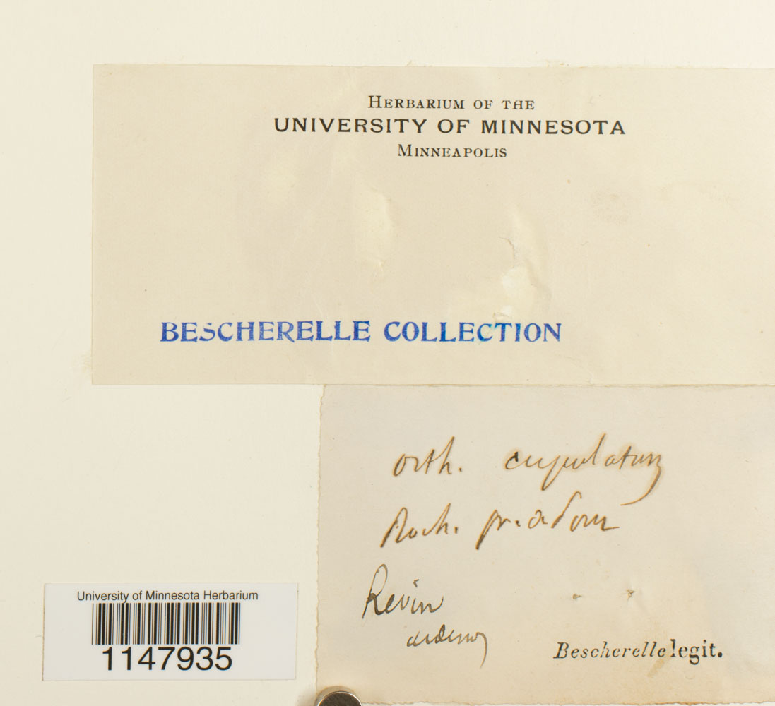 Orthotrichum cupulatum image