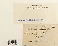 Orthotrichum cupulatum image