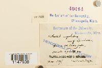 Orthotrichum cupulatum image