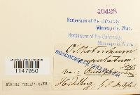 Orthotrichum cupulatum image