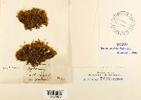 Oncophorus virens image