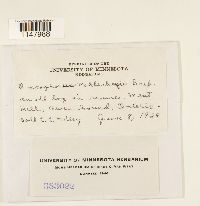 Oncophorus wahlenbergii image