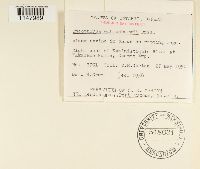 Oncophorus wahlenbergii image