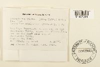 Oncophorus virens image