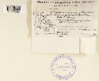 Oncophorus virens image