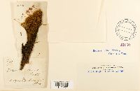 Oncophorus virens image