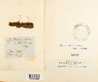 Oncophorus wahlenbergii image