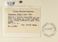 Dicranum flagellare image