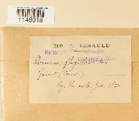 Dicranum flagellare image