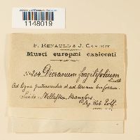 Dicranum fragilifolium image