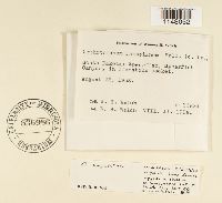 Orthotrichum cupulatum image