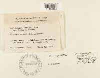 Orthotrichum cupulatum image